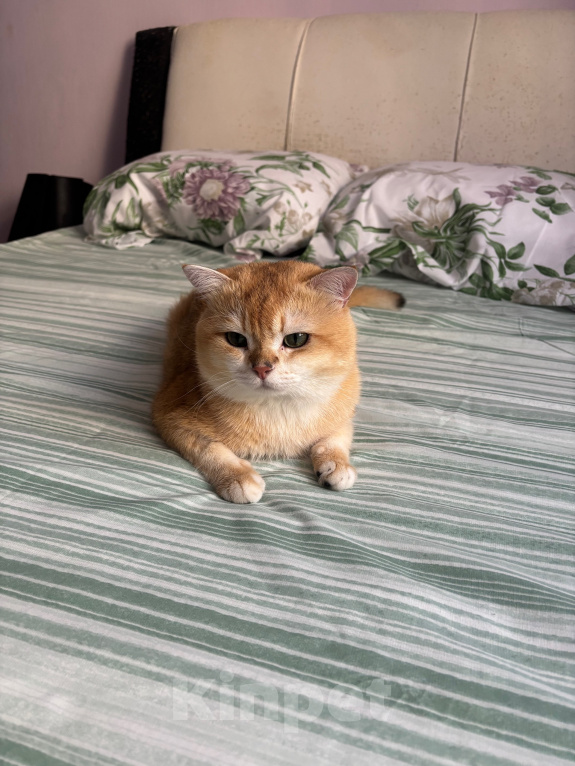 Кошки в Тюмени: Котик британец на вязку с опытом Мальчик, 8 000 руб. - фото 2