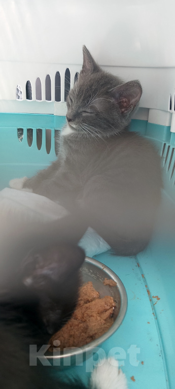 Кошки в Жуковском: Котенок мальчик с ладошку Мальчик, Бесплатно - фото 3