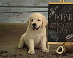 Собаки в Москве: Щенки золотистого (голден) ретривера. Мальчик, 75 000 руб. - фото 9