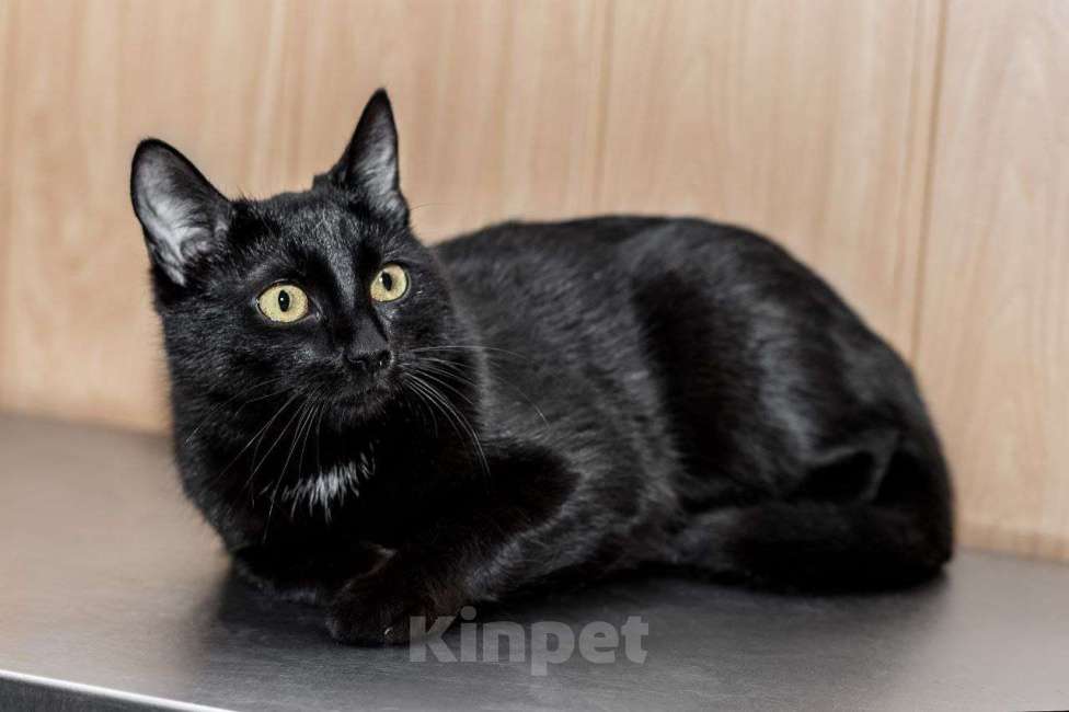 Кошки в Москве: Красавица Мята ищет дом Девочка, 99 руб. - фото 8