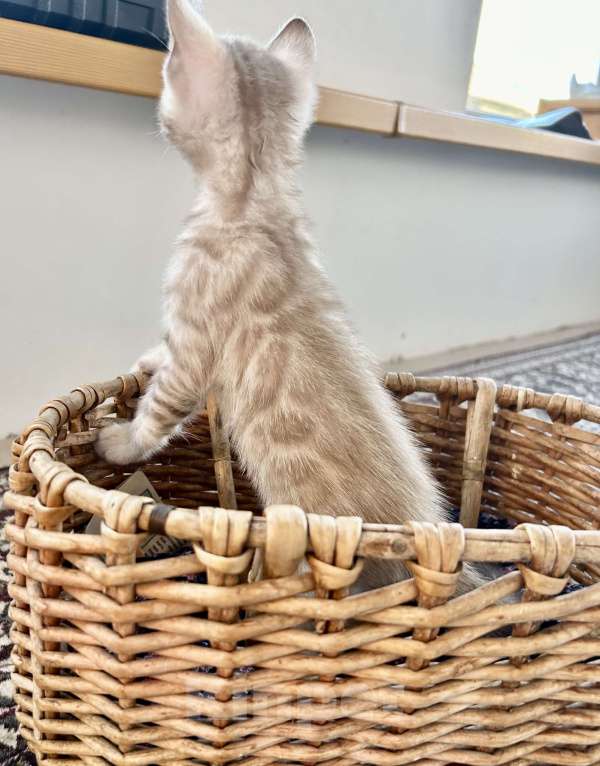 Кошки в Казани: Линкс розетка  Девочка, 35 000 руб. - фото 4