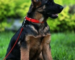 Собаки в Раменском: Красивый, брутальный щенок Мальчик, 70 000 руб. - фото 1