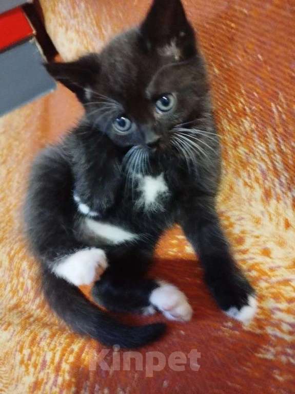 Кошки в Калуге: Котята в хорошие руки Мальчик, Бесплатно - фото 2