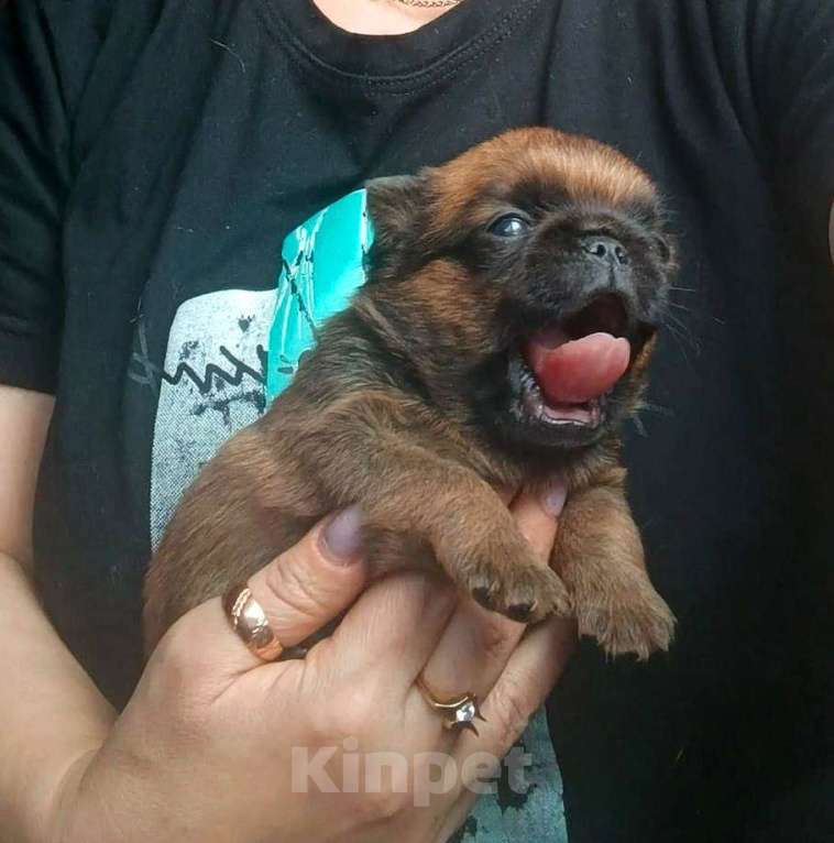 Собаки в Москве: Малый брабансон рыжий мальчик Мальчик, 45 000 руб. - фото 4