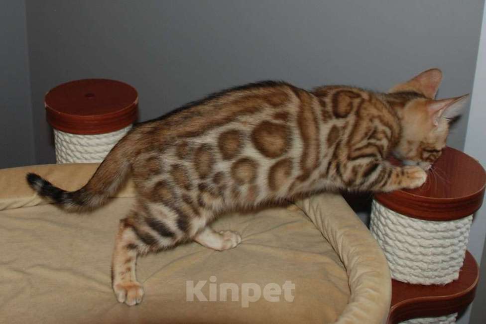 Кошки в Москве: Бенгальская кошечка Девочка, 45 000 руб. - фото 4