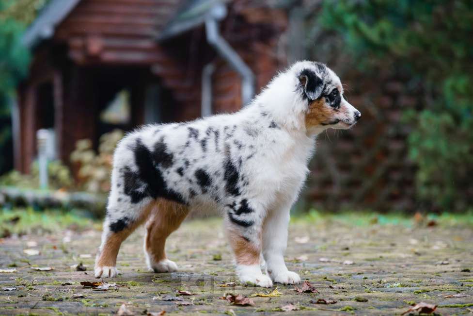 Собаки в Звенигороде: Австралийская овчарка (аусси) Мальчик, 90 000 руб. - фото 8