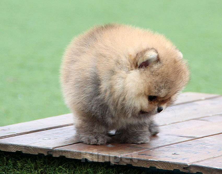 Собаки в Ялте: Померанский шпиц, мальчик Мальчик, 50 000 руб. - фото 2