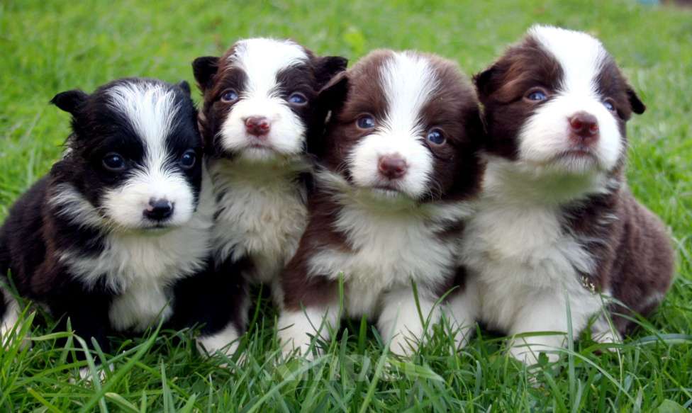 Собаки в Москве: Щенки бордер колли с документами Мальчик, 50 000 руб. - фото 2