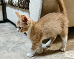Кошки в Ростове-на-Дону: Отдаю котёнка в добрые руки Девочка, Бесплатно - фото 5