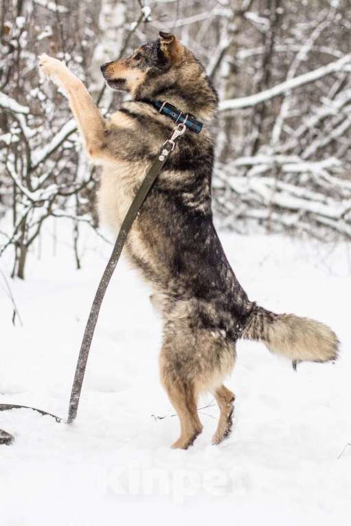 Собаки в Москве: Пуш Мальчик, Бесплатно - фото 3