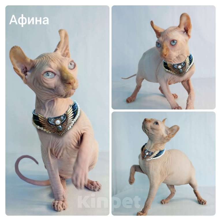 Кошки в Оренбурге: Котёнок Канадского сфинкса, Эльфа.  Девочка, 30 000 руб. - фото 2