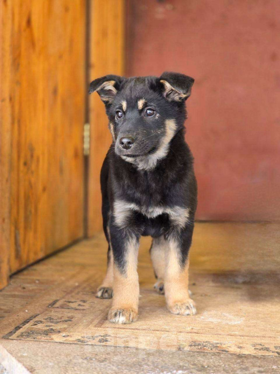 Собаки в Москве: Щенок Дана ищет дом Девочка, Бесплатно - фото 3