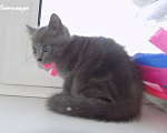 Кошки в Москве: Шотландский прямоухий котенок, девочка Девочка, 10 000 руб. - фото 6