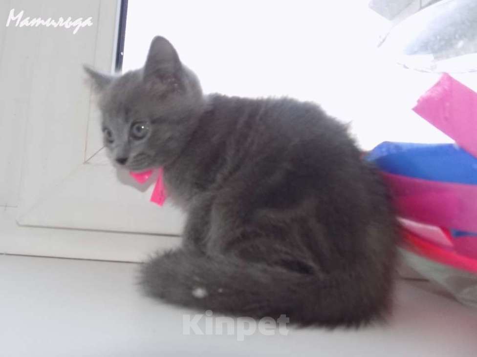 Кошки в Москве: Шотландский прямоухий котенок, девочка Девочка, 10 000 руб. - фото 6