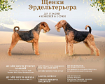 Собаки в Ярославле: Щенки эрдельтерьера Мальчик, 50 000 руб. - фото 1