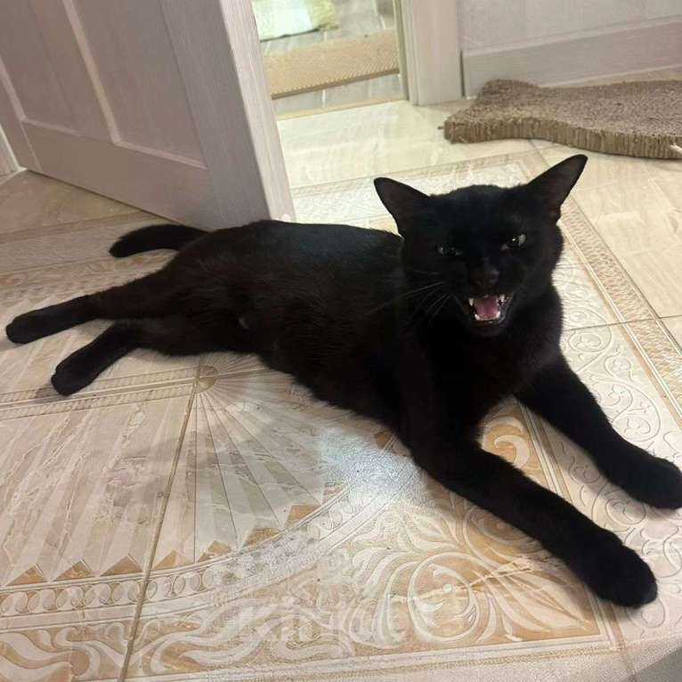 Кошки в Москве: Багиру никто не замечает Девочка, Бесплатно - фото 2