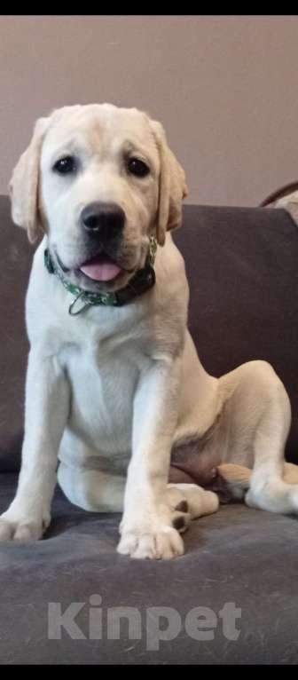 Собаки в Саратове: Щенки от Пары Чемпионов! Документы РКФ, Вакцинация по возрасту! Девочка, 45 000 руб. - фото 2