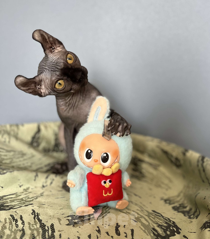 Кошки в Москве: Канадский сфинкс Эльф Девочка, 20 000 руб. - фото 2