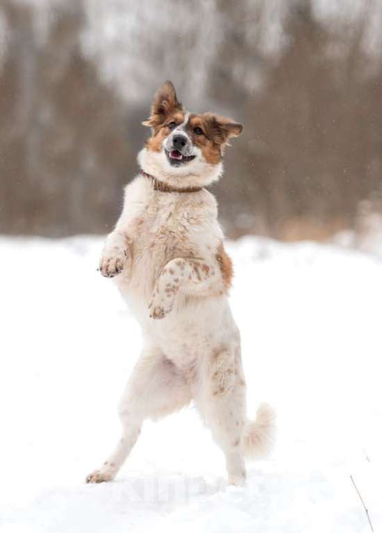 Собаки в Москве: Щенок Барбел — метис австралийской овчарки (аусси) в добрые руки Девочка, Бесплатно - фото 5