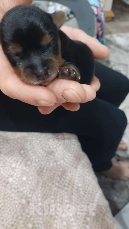 Собаки в Новочебоксарске: Продаю щенков йорка Мальчик, 25 000 руб. - фото 6