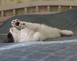 Кошки в Москве: 3 мес ласковый котенок Тишка в добрые руки Мальчик, Бесплатно - фото 3