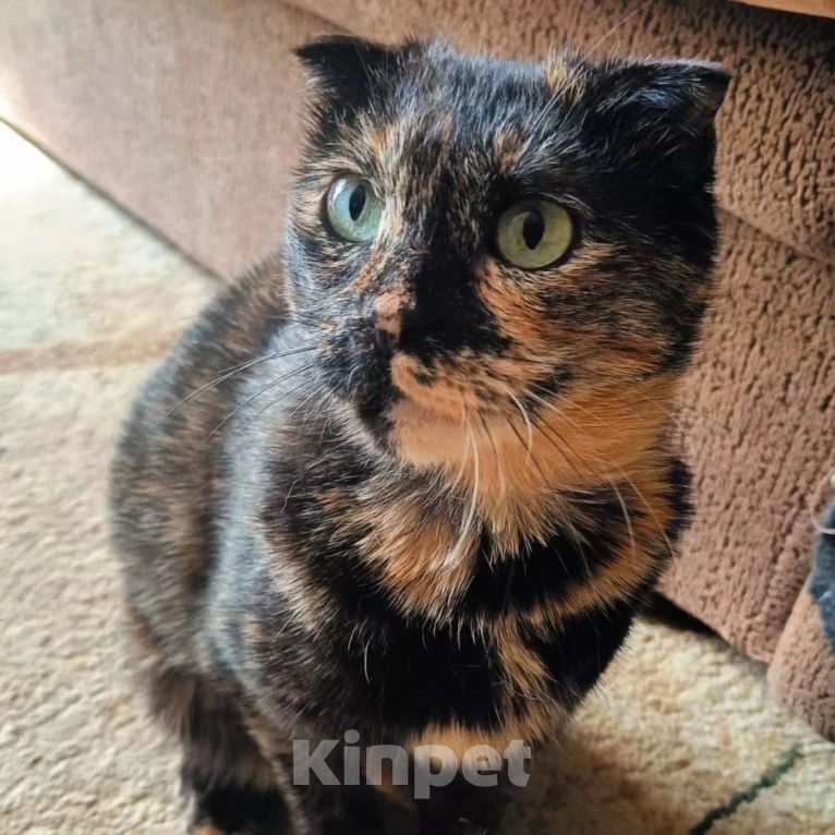 Кошки в Москве: Брошенная Чапа в добрые руки  Девочка, Бесплатно - фото 3