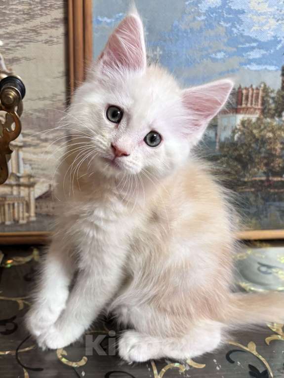 Кошки в Петергофе: Мальчик очень нежного окраса Мальчик, 45 000 руб. - фото 3