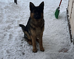 Собаки в других городах Московской области: Щенок подросток немецкой овчарки Мальчик, 30 000 руб. - фото 3