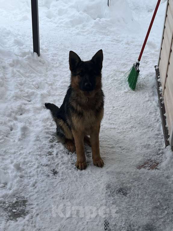 Собаки в других городах Московской области: Щенок подросток немецкой овчарки Мальчик, 30 000 руб. - фото 3