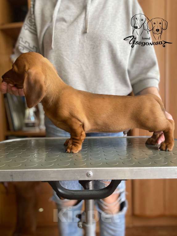 Собаки в Москве: Такса миниатюрная (кроличья) Мальчик, Бесплатно - фото 2