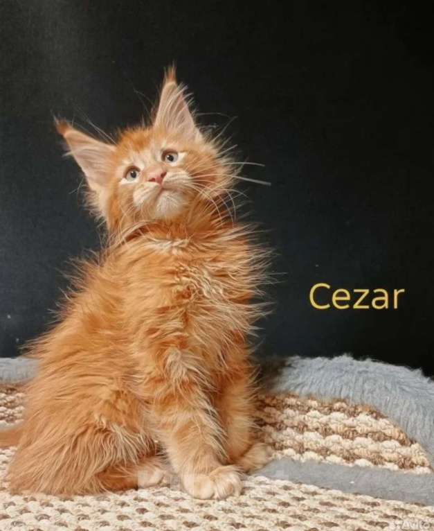 Кошки в других городах Ленинградской области: Мейнкун котенок Мальчик, 70 000 руб. - фото 1