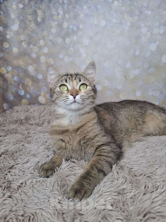 Кошки в Москве: Кошка в добрые руки Девочка, Бесплатно - фото 8