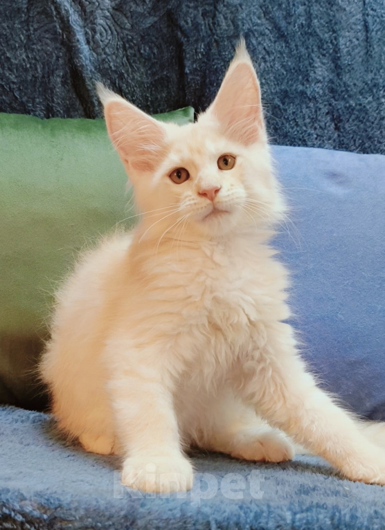 Кошки в Санкт-Петербурге: Тимьян - котенок мейн-кун Мальчик, 45 000 руб. - фото 6