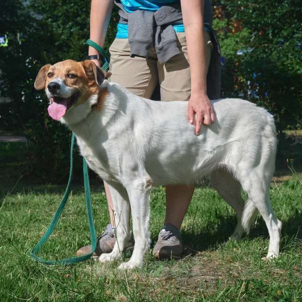 Собаки в Москве: Юта Девочка, Бесплатно - фото 2