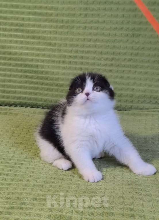 Кошки в Нижнем Новгороде: Шотландский красавчик Мальчик, 45 000 руб. - фото 3