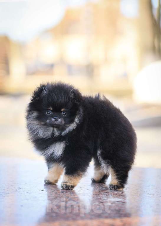 Собаки в Узловой: Девочка померанского шпица Девочка, 50 000 руб. - фото 4