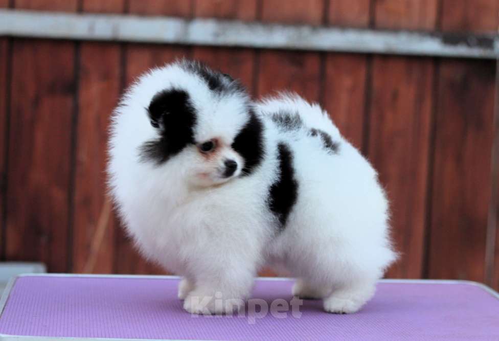 Собаки в Москве: Померанский шпиц. Очень красивый бело-черный мальчик. Мальчик, Бесплатно - фото 2
