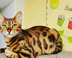 Кошки в Ярославле: Бенгальские котята, 12 000 руб. - фото 2