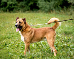 Собаки в Видном: Бархан ждет семью Мальчик, Бесплатно - фото 5