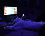 Кошки в Нижнем Новгороде: Котик в добрые руки Мальчик, Бесплатно - фото 4