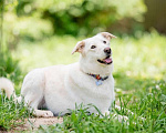 Собаки в Подольске: Собака Рикотта в добрые руки Девочка, Бесплатно - фото 7