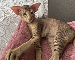 Кошки в Балашихе: Ориентальный котенок Дизель Мальчик, 80 000 руб. - фото 2