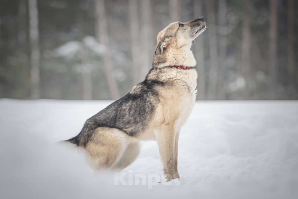 Собаки в Клине: Грей — статный пёс с нордическим характером Мальчик, Бесплатно - фото 4