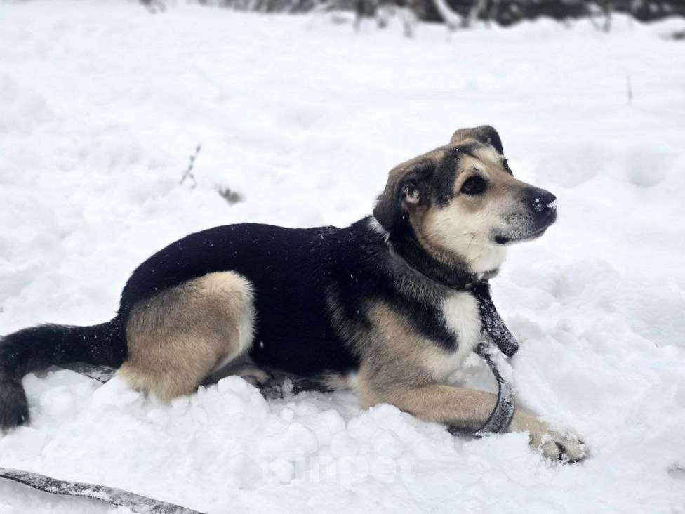 Собаки в Королеве: 1 шанс на 1000! Девочка, Бесплатно - фото 5