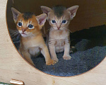 Кошки в Томске: Абиссинские котята  Мальчик, 40 000 руб. - фото 5