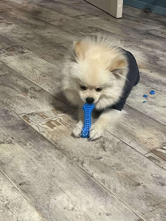 Собаки в Москве: Шпиц  Мальчик, Бесплатно - фото 2