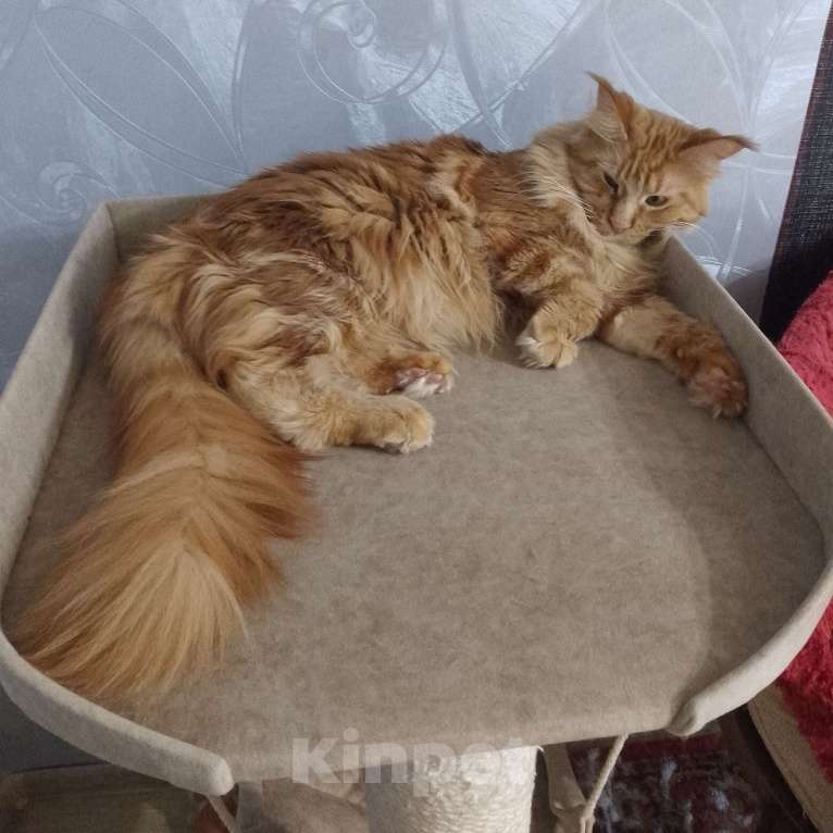 Кошки в Москве: Пушистое ласковое  счастье Девочка, 50 000 руб. - фото 2