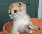 Кошки в Москве: Шотландские вислоухие котята Scottish Fold Мальчик, 35 000 руб. - фото 3