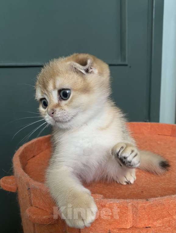 Кошки в Москве: Шотландские вислоухие котята Scottish Fold Мальчик, 35 000 руб. - фото 3