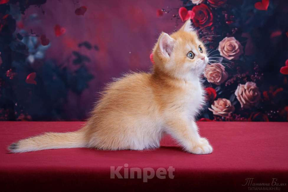 Кошки в Мытищах: Британская малышка золотая шиншилла Девочка, 39 000 руб. - фото 4